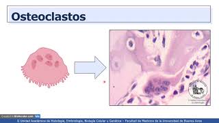 VIDEHISTO 11  Tejido óseo  Tipos celulares [upl. by Arezzini]