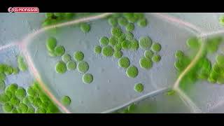 Biology  3Sec cytoplasmic streaming [upl. by Jorey]