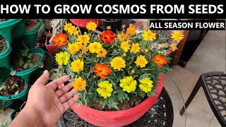 How to Grow Cosmos From Seed  ALL SEASON FLOWER [upl. by Ellenig]