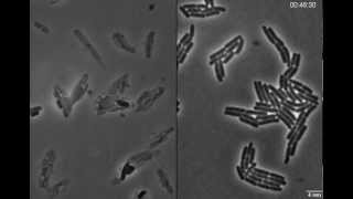 Exploding bacteria with penicillin [upl. by Klemperer]