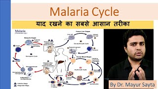 Malaria cycle [upl. by Chace734]