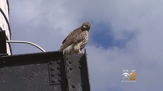 Hawk Attacks Dog On UWS [upl. by Kosse]