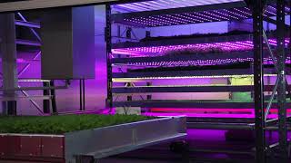 Explore IGS automated vertical farming system [upl. by Benton]