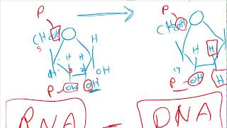 Nuleotides Chemistry [upl. by Zirkle]