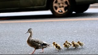 Make Way for Ducklings [upl. by Nosyd]