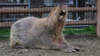 Capybara roars while yawning [upl. by Lavella240]