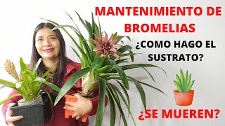 TODO SOBRE BROMELIAS MANTENIMIENTO CORRECTO Y TIPS [upl. by Dorina]