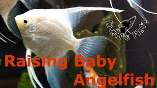 Spawning amp Raising Angelfish  Super Cute Baby Fish [upl. by Oinolopa]