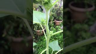 Plant Grow and Care for Sunflowers 6 Weeks Shorts [upl. by Akiras690]