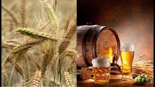 Barley History and Seasonal Availability [upl. by Pontius]