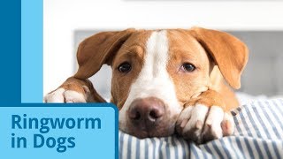 Ringworm in Dogs [upl. by Anawad]