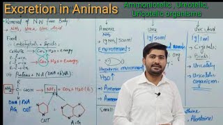 Excretion in Animals  Fsc biology book 2 lec 08 by irtisamsbiology [upl. by Walley]