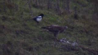 Common Buzzard and Roughlegged Buzzard  a comparison [upl. by Erdnaid661]