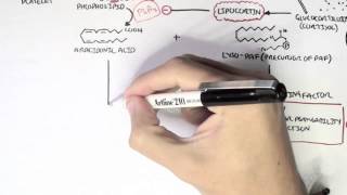 Part I  Aracidonic Acid Metabolites [upl. by Graf]