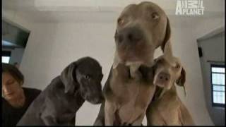 Dogs 101  Weimaraners [upl. by Yadnus]