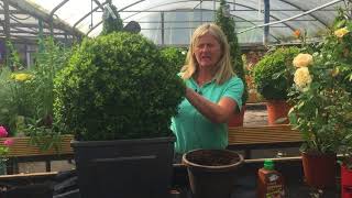 Caring for your Buxus Boxwood Plants [upl. by Eceela348]