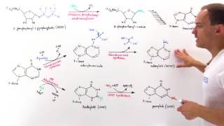 Purine Synthesis [upl. by Ester743]