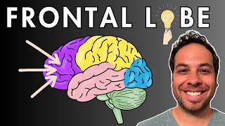 The Frontal Lobe  Location and Function [upl. by Raynata]