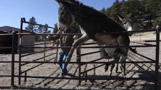 Phase 1 Gentling  Training Wild Burros [upl. by Lorac491]