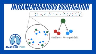 Intramembranous Ossification [upl. by Felske]