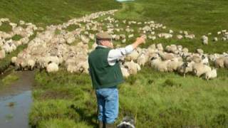 Working Bearded Collie Sheepdogs Driving One Thousand Sheep  Version 2 [upl. by Berl]