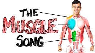 The Muscle Song Memorize Your Anatomy  SCIENCE SONGS [upl. by Curzon395]