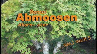 Abmoosen eines Ahorns quotaus 1 mach 5quot [upl. by Melda]