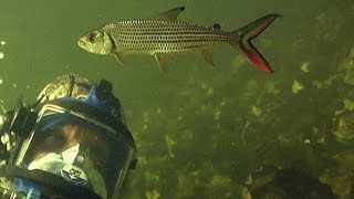 Diving with the Deadly Tigerfish [upl. by Stedmann]