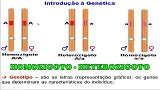 Exercícios Homozigoto e Heterozigoto [upl. by Atsirc761]