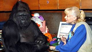 Gorilla That Can Talk Said Something Shocking About Humans – You Won’t Believe It [upl. by Rebekah681]