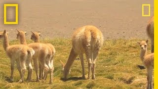 Researchers Race to Witness Vicuña Birth  National Geographic [upl. by Snodgrass]