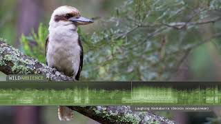 Kookaburra Sound amp Calls  The iconic sound of a Laughing Kookaburra calling in the Aussie bush [upl. by Orson225]