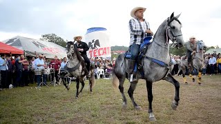 😍 CABALLOS BAILADORES EN LA CABALGATA SURUTATO [upl. by Ened]