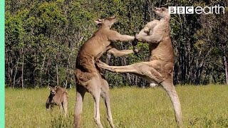 Kangaroo Boxing Fight  Life Story  BBC Earth [upl. by Drogin]