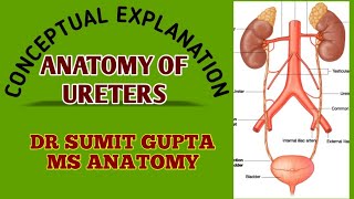 URETER  ANATOMY [upl. by Anahsak958]