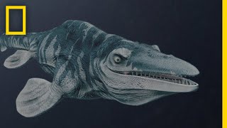 Mosasaurs 101  National Geographic [upl. by Aitetel]