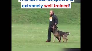 BEST TRAINED GERMAN SHEPHERDDOG [upl. by Olney915]