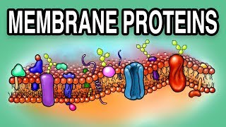 MEMBRANE PROTEINS  Types and Functions [upl. by Dawson]