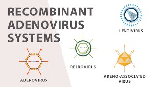 2 Cell Culture  Recombinant Adenovirus Expression System [upl. by Aihsekin]