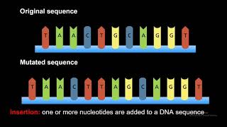 DNA Gene Mutations Frameshift Point Insertion Deletion and Substitution [upl. by Ynettirb819]