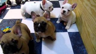 French Bulldog Puppies 7 weeks [upl. by Andres718]