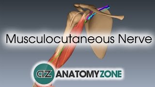 Musculocutaneous Nerve  3D Anatomy Tutorial [upl. by Eekram]