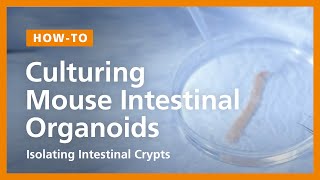 How to Culture Mouse Intestinal Organoids Isolating Intestinal Crypts and Establishing Organoids [upl. by Sherourd920]