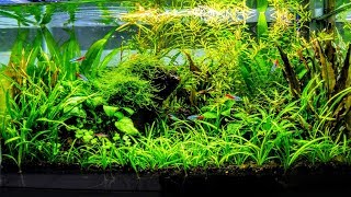 How To Aquascape A Low Tech Planted Aquarium part 1 [upl. by Nordgren]