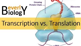 Transcription vs Translation [upl. by Wendin]