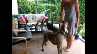 Weimaraner Helios doing tricks [upl. by Grimonia]