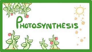 GCSE Biology  Photosynthesis 48 [upl. by Suravat]