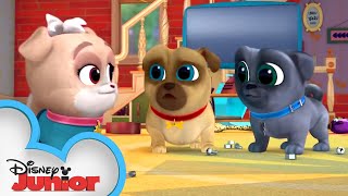 ArfChoo 🐾 Puppy Dog Pals  Disney Junior [upl. by Aihseya]