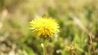 DANDELION Taraxacum officinale [upl. by Llerreg]