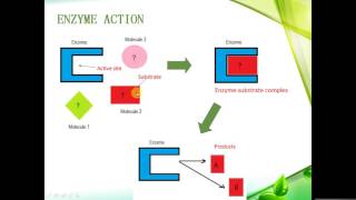 IGCSE BIOLOGY REVISION  Syllabus 5 Enzymes [upl. by Houston]